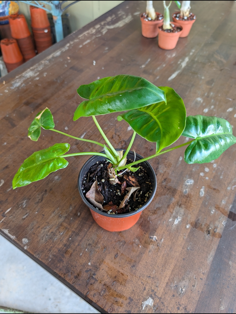 Philodendron 'Burle Marx' 4 Inch Pot Live Plant